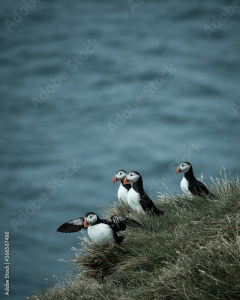 Obraz atlantic puffin