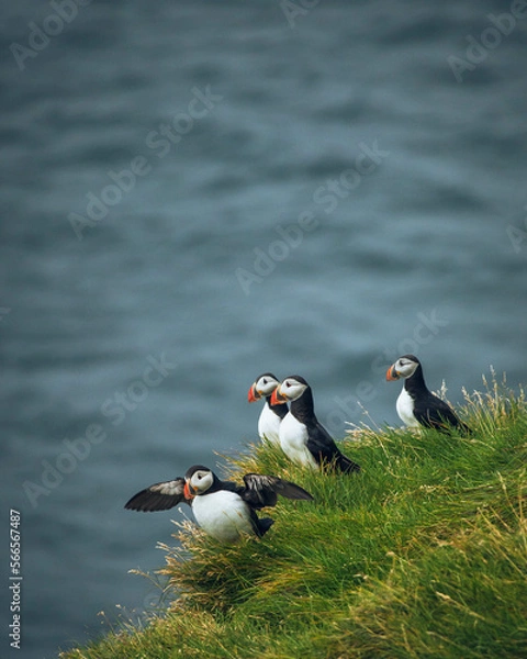 Obraz atlantic puffin