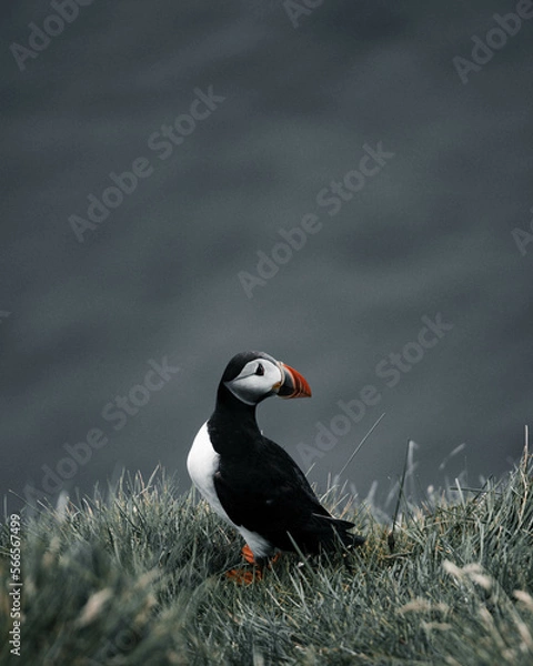 Obraz atlantic puffin
