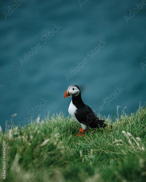 Obraz atlantic puffin