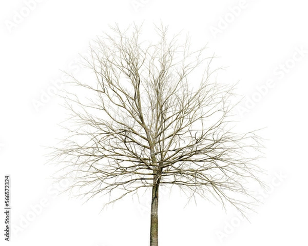 Fototapeta 枯れた木のイラスト