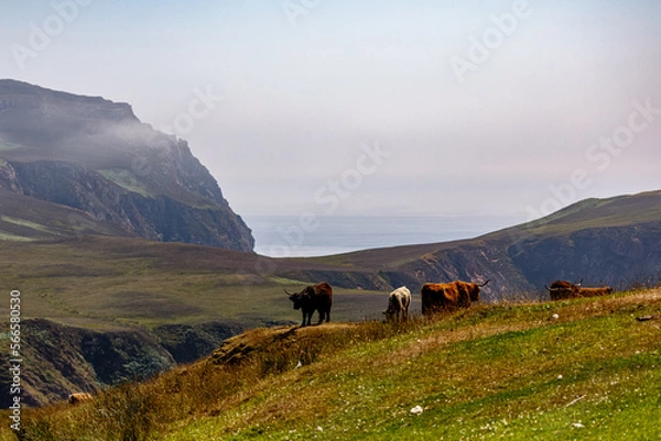 Obraz Highland cows, Mull of Oa, Islay, view over cliffs and sea