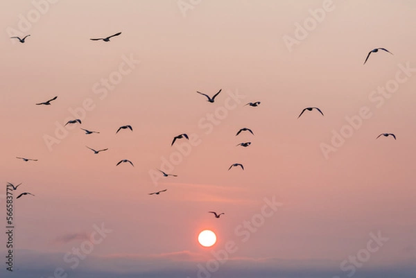 Obraz Flock of birds at sunrise
