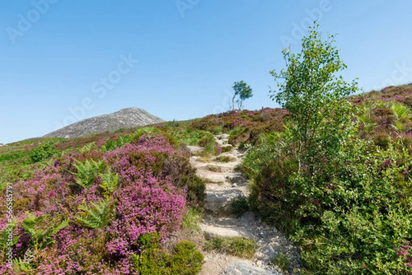 Obraz heather strewn path to Goatfell Isle of Arran Scotland