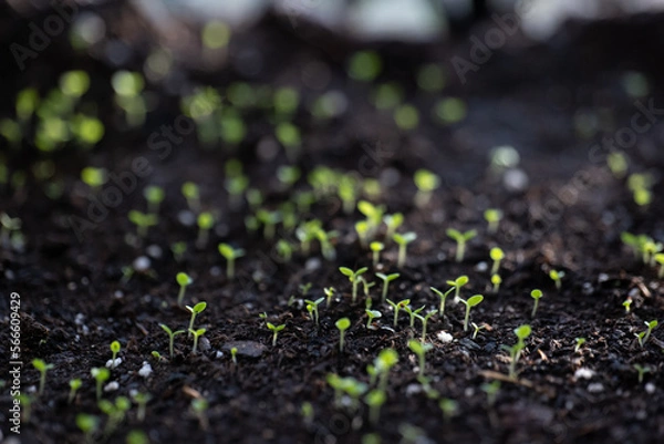Obraz Box with plants. seedlings of vegetables in the beds and in the greenhouse. Spring in the village. Care, picking, planting and watering seedlings