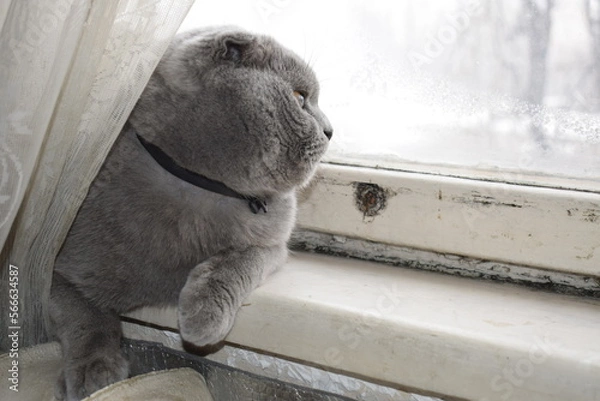 Obraz The British Fold cat sits on an old peeled windowsill and looks out the window.