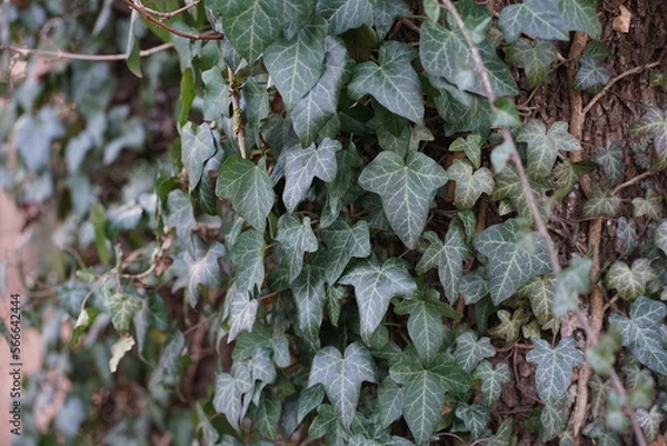 Obraz Ivy background