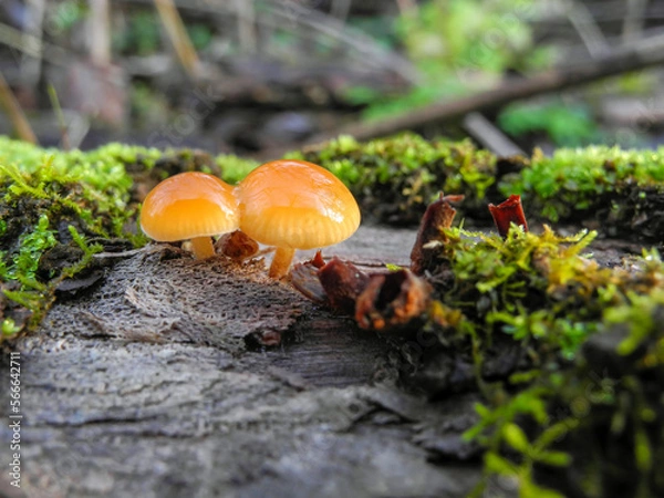 Obraz Mushroom Flammulina velutipes (honey agaric) growing on a tree in green moss