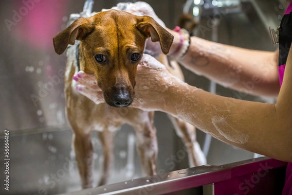 Fototapeta Grooming, dog spa