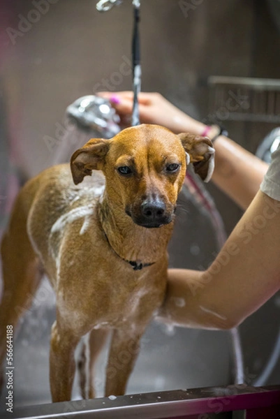 Fototapeta Grooming, dog spa