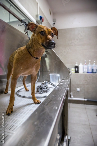 Fototapeta Grooming, dog spa