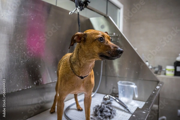 Fototapeta Grooming, dog spa