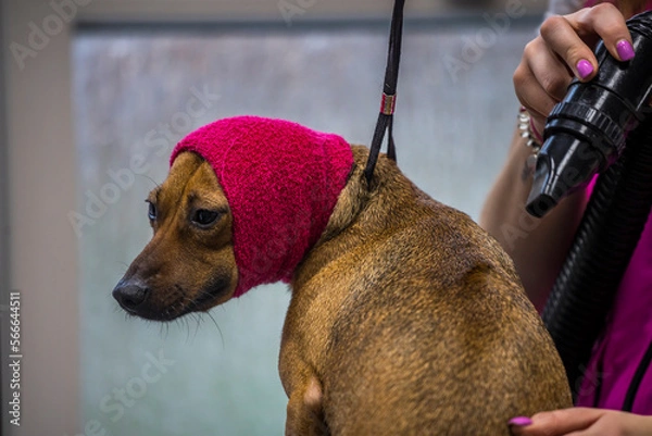 Obraz Grooming, dog spa