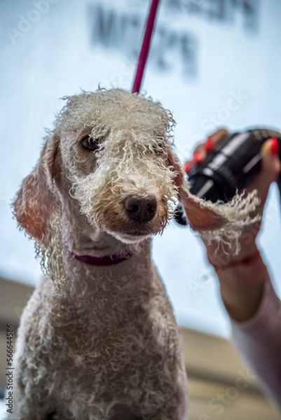 Fototapeta Grooming, dog spa