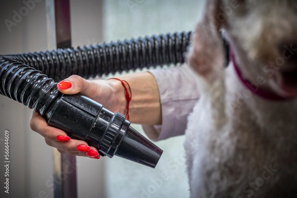 Fototapeta Grooming, dog spa