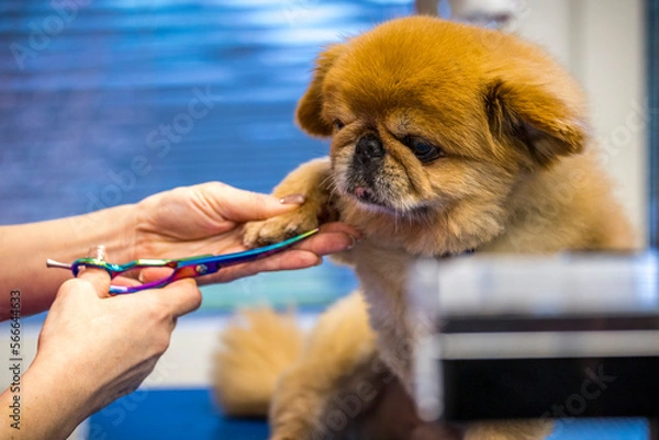 Fototapeta Grooming, dog spa