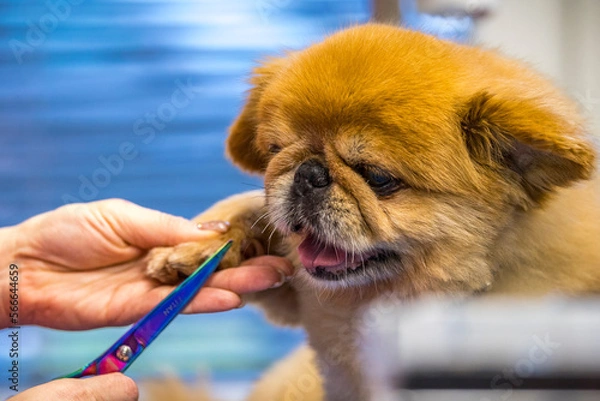 Fototapeta Grooming, dog spa