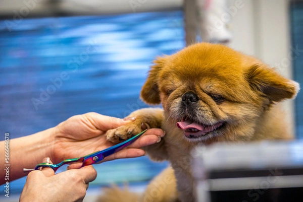 Obraz Grooming, dog spa