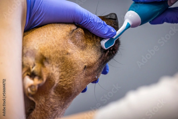 Fototapeta Grooming, dog spa
