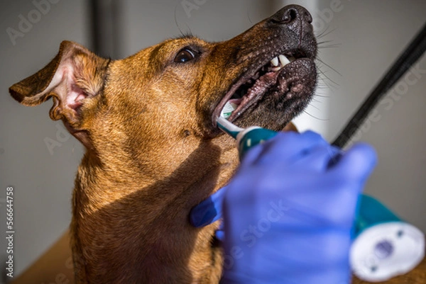 Obraz Grooming, dog spa