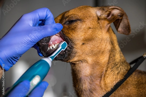 Fototapeta Grooming, dog spa