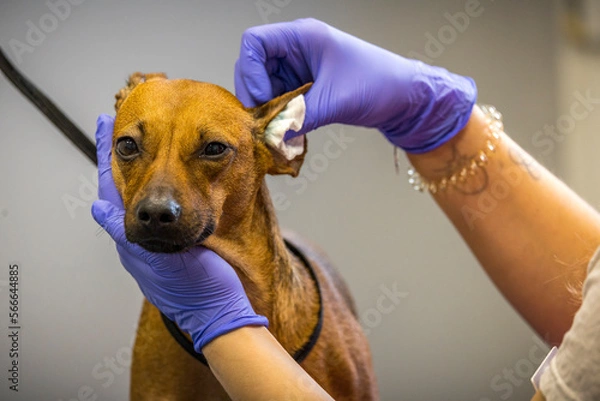 Fototapeta Grooming, dog spa