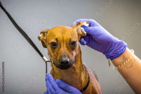 Fototapeta Grooming, dog spa