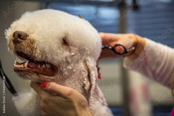 Fototapeta Grooming, dog spa