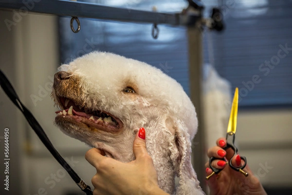 Fototapeta Grooming, dog spa
