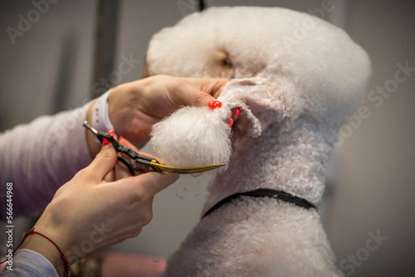 Obraz Grooming, dog spa