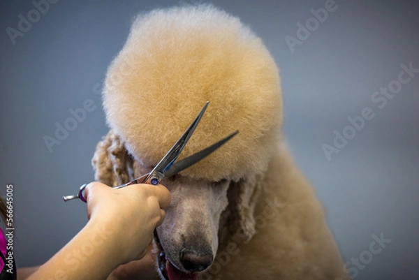 Fototapeta Grooming, dog spa
