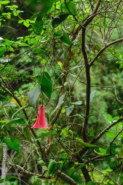 Obraz Copihue Chileno