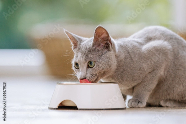 Fototapeta Russisch Blau Katze in Wohnung, Hauskatze frisst Futter aus Futternapf