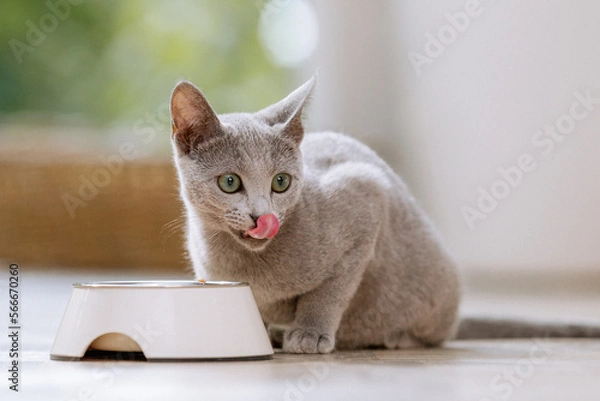 Fototapeta Russisch Blau Katze in Wohnung, Hauskatze frisst Futter aus Futternapf