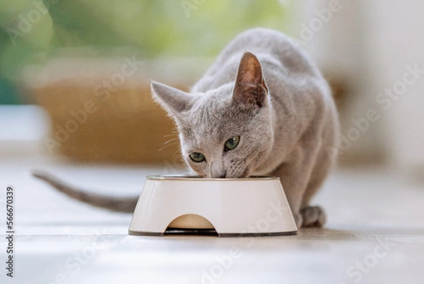 Fototapeta Russisch Blau Katze in Wohnung, Hauskatze frisst Futter aus Futternapf
