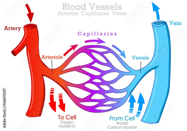 Fototapeta Blood vessels types, arteries, veins capillaries. Arteriole, venule . Artery carry, transport blood from heart. Circulatory system. flow diagram cardiovascular, red blue draw. Illustration vector