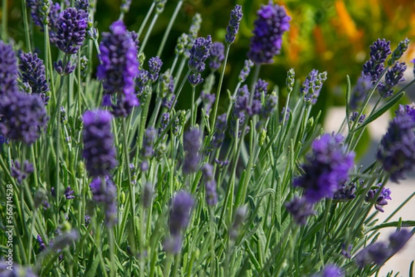 Obraz lavender field in region