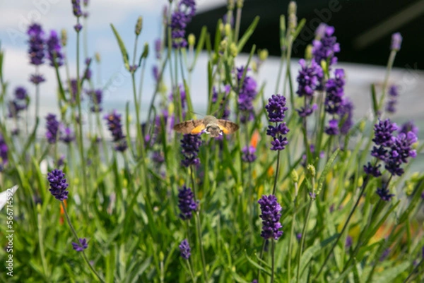Obraz lavender in the field