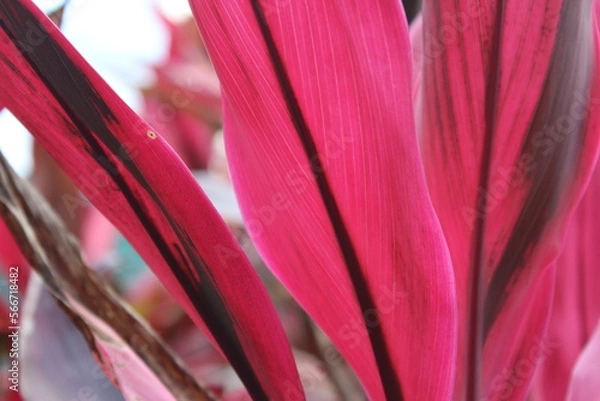 Fototapeta close up pink plant