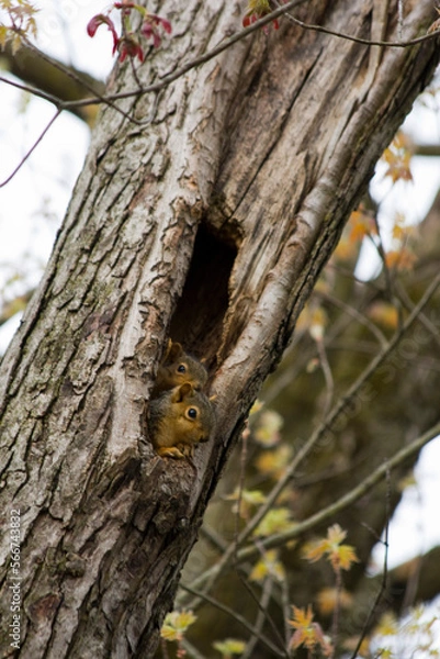 Obraz squirrel on tree