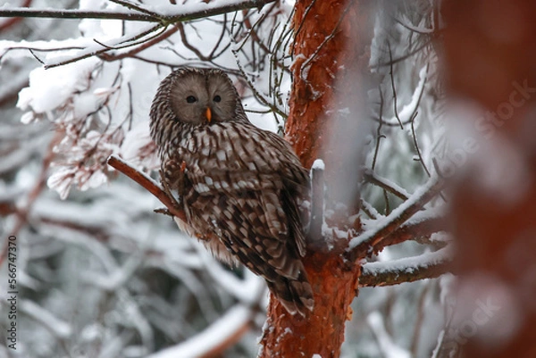 Fototapeta Puszczyk uralski