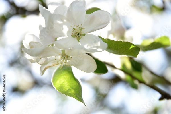 Fototapeta kwiat jabłoni, biała gałązka, lato, sad, płatki białe, kruchość, wiosna, delikatność, dziewica, niewinność, kuchnia, smak, płatek, etykieta, śnieżna gałąź, oddanie, płatki snieżne, śnieżnobiel, delika