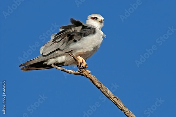 Fototapeta Black-shouldered kite (Elanus caeruleus) 