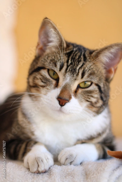Fototapeta Primer plano gato
