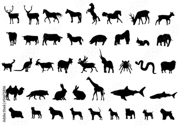 Fototapeta Zwierząt