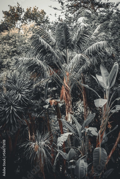 Fototapeta Dżungla