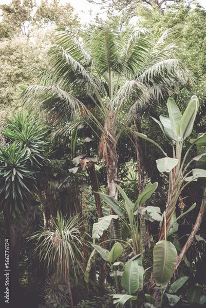 Fototapeta Dżungla