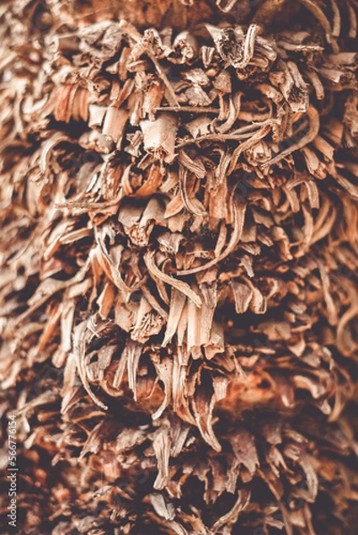 Fototapeta Kora palmy