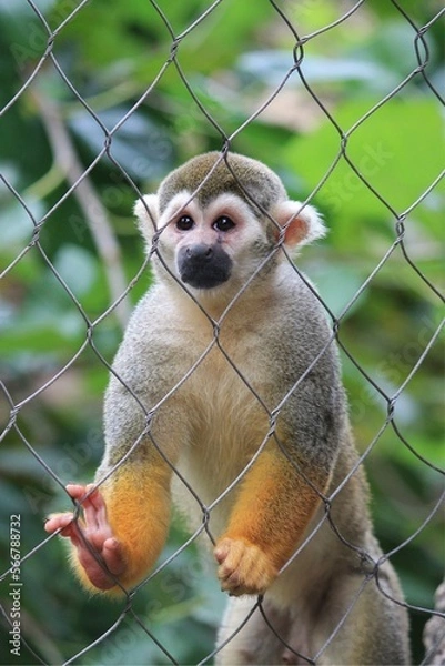 Obraz Monkey See, Monkey Zoo