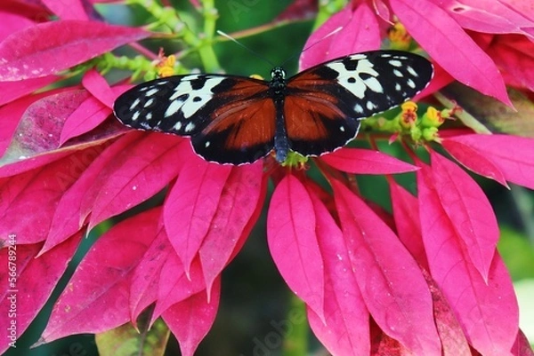 Obraz Trying to Fit In